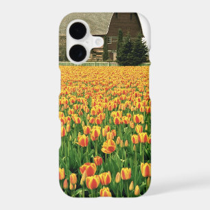 Spring tulips bloom in front of old barn.