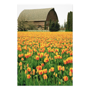 Spring tulips bloom in front of old barn. photo print