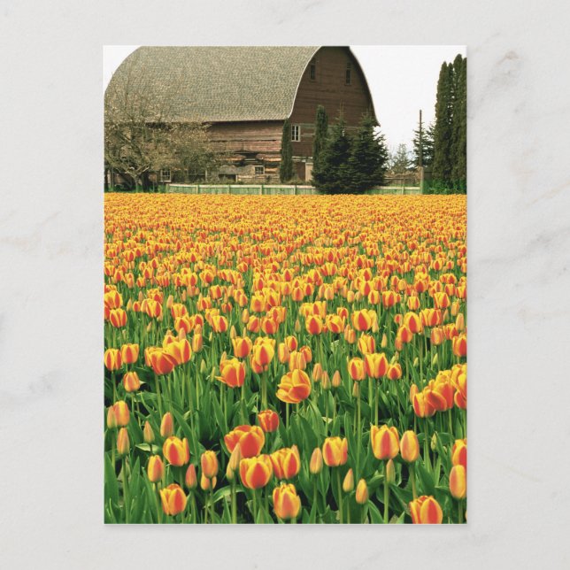 Spring tulips bloom in front of old barn. postcard (Front)