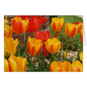 Spring Tulips Card