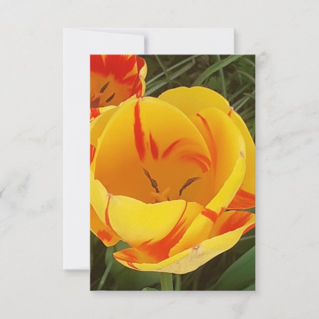 Spring Tulips Flat Greeting Card (Front)
