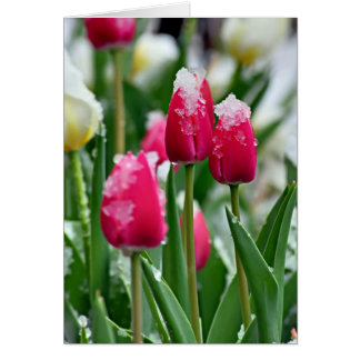 Spring Tulips in the Snow