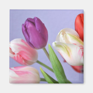 Spring Tulips Magnet