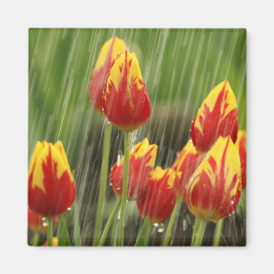 Spring Tulips Magnet