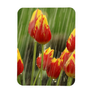 Spring Tulips Magnet