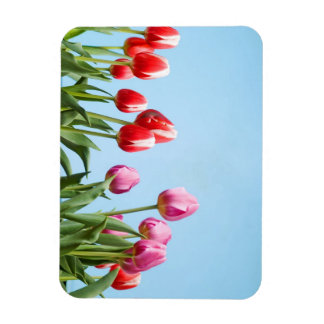 Spring Tulips magnets