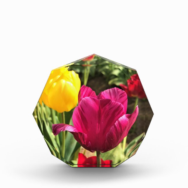 Spring Tulips, Oregon Photo Block (Front)