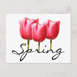Spring Tulips Postcard