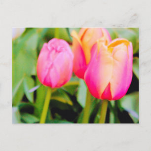 SPRING TULIPS POSTCARD