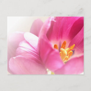 Spring Tulips Postcard
