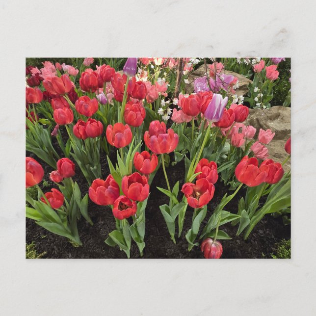 Spring tulips postcard (Front)
