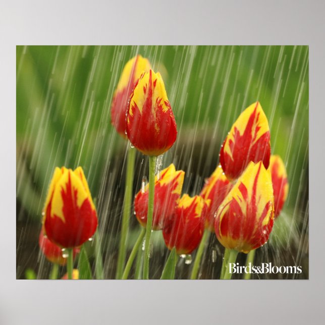 Spring Tulips Poster (Front)