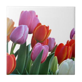 Spring Tulips Tile