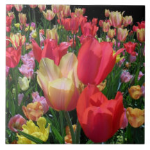 Spring Tulips