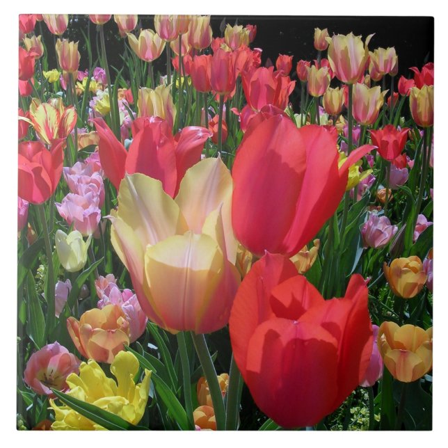 Spring Tulips Tile (Front)
