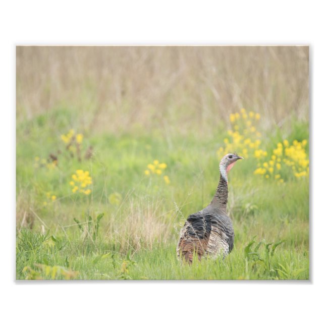 Spring Turkey Print - 2 (Front)