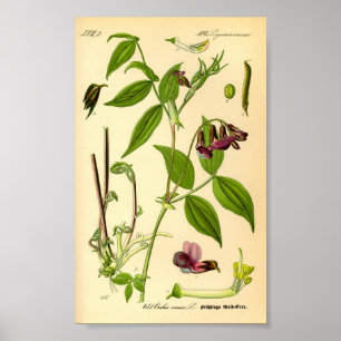 Spring Vetch (Lathyrus vernus) Poster