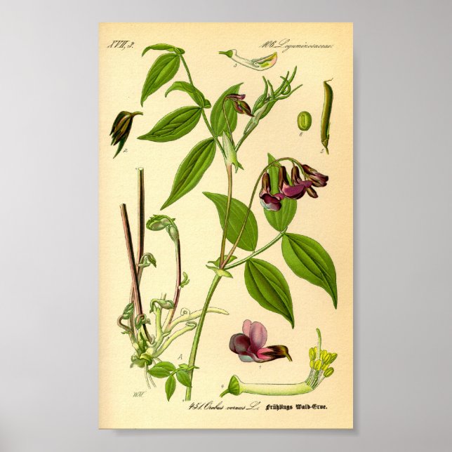 Spring Vetch (Lathyrus vernus) Poster (Front)