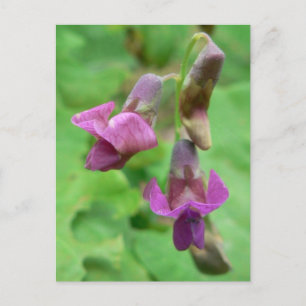 Spring Vetchling Postcard