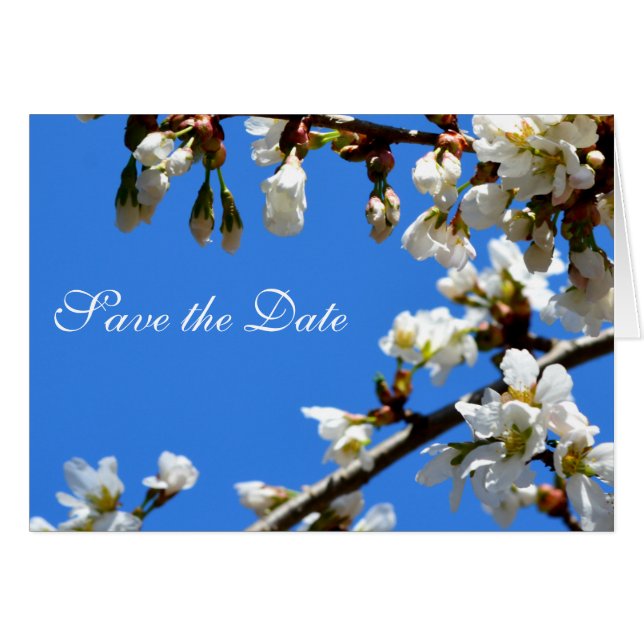 Spring white cherry blossoms (Front Horizontal)