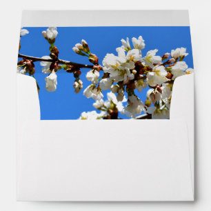 Spring white cherry Blossoms Envelopes