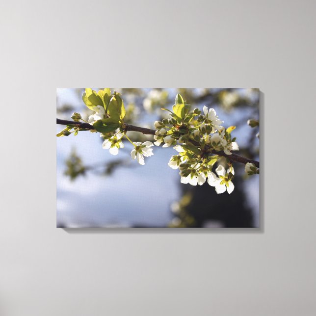spring white cherry flowering branch canvas print (Front)