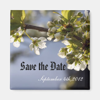 spring white cherry flowering branch magnet