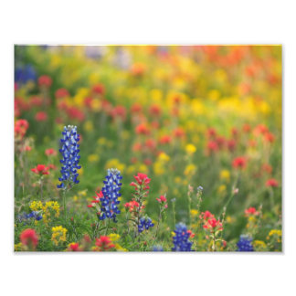 Spring Wildflowers Photo Print