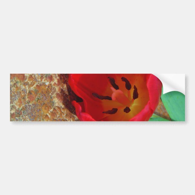 Spring yellow and Red Tulip Bumper Sticker (Front)