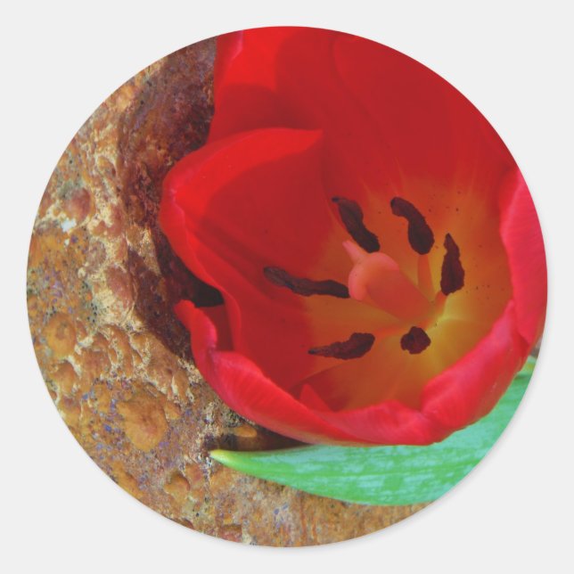 Spring yellow and Red Tulip Classic Round Sticker (Front)