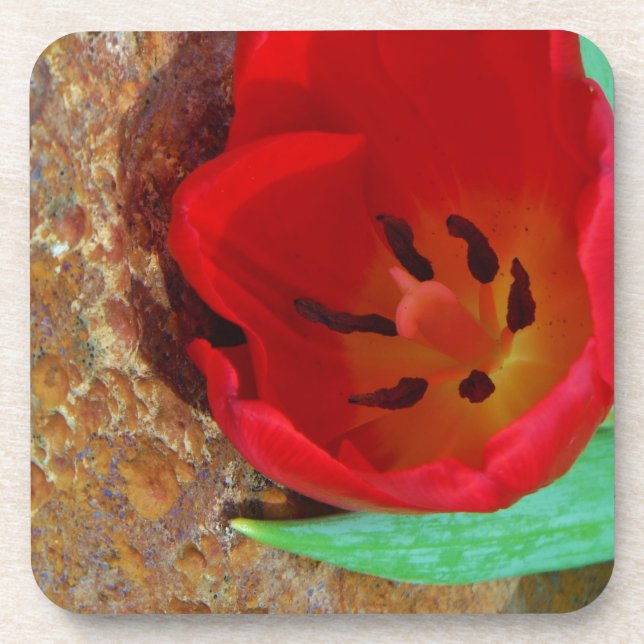 Spring yellow and Red Tulip Coaster (Front)