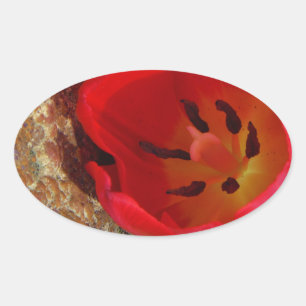 Spring yellow and Red Tulip Oval Sticker