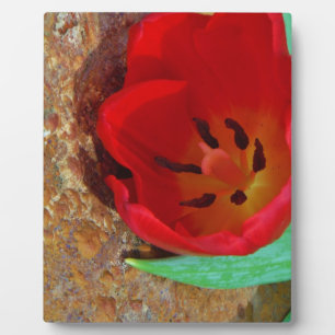 Spring yellow and Red Tulip Plaque