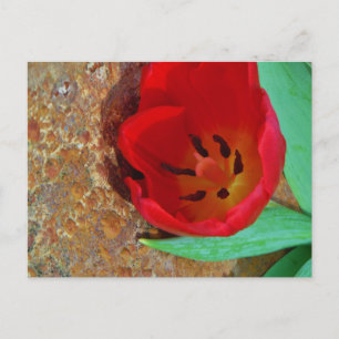 Spring yellow and Red Tulip Postcard