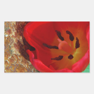 Spring yellow and Red Tulip Rectangular Sticker