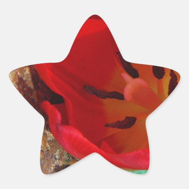 Spring yellow and Red Tulip Star Sticker (Front)