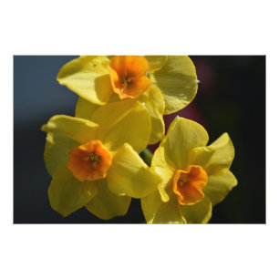 Spring yellow daffodil flower photo art. print