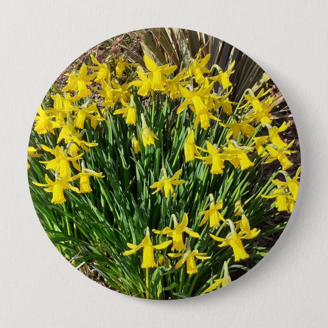Spring Yellow Daffodils Badge (Front)