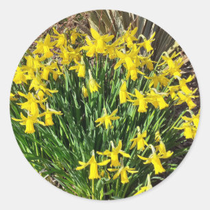 Spring Yellow Daffodils Stickers