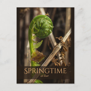 Spring Young fern rising CC0919 Beautiful nature Postcard