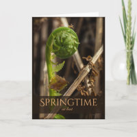 Spring Young fern rising CC0920 Beautiful nature