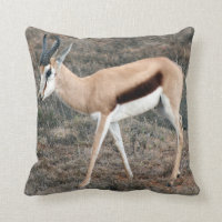 Springbok