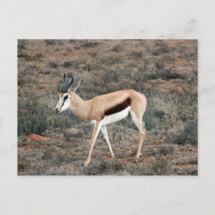 Springbok Postcard