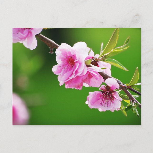 SpringCherries IV Postcard (Front)