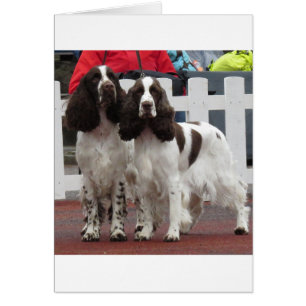 Springer_Pair lw