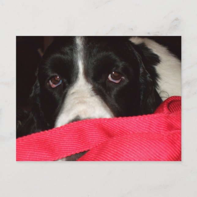 Springer Postcard (Front)