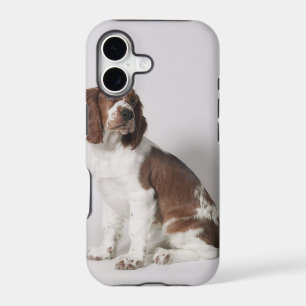 Springer spaniel