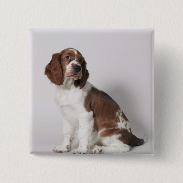 Springer spaniel 15 cm square badge (Front)