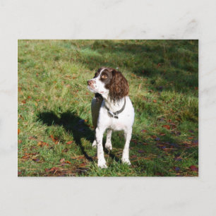 Springer Spaniel Dog  Post Card