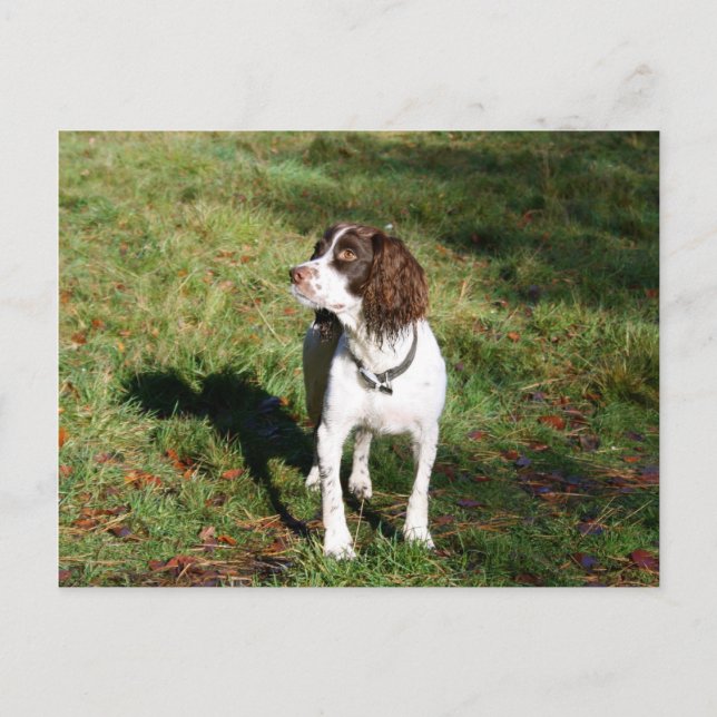 Springer Spaniel Dog  Post Card (Front)